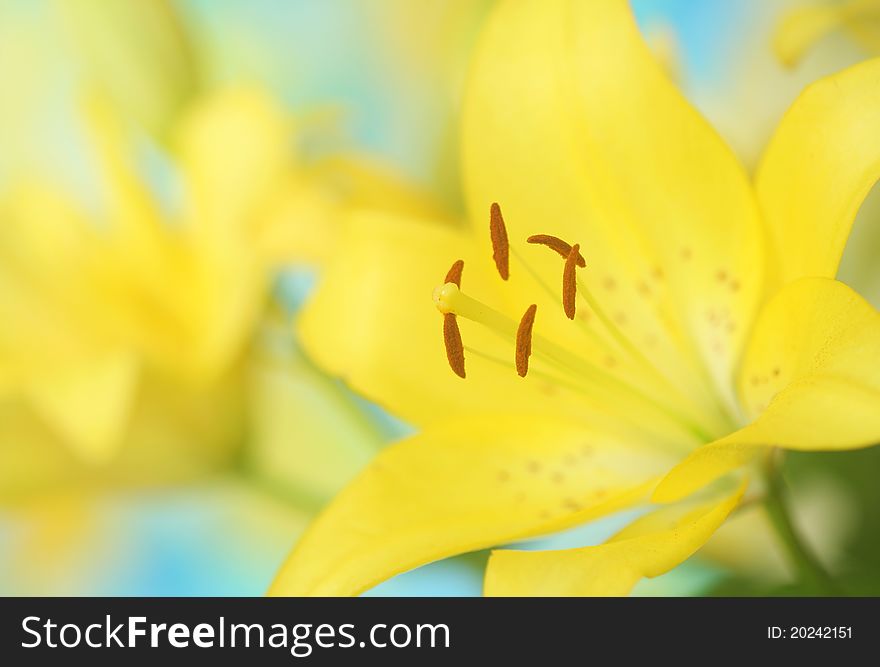 Close up of yellow lily