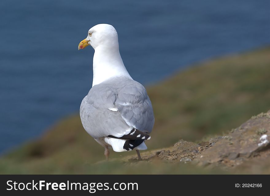 Seagull on a cliff