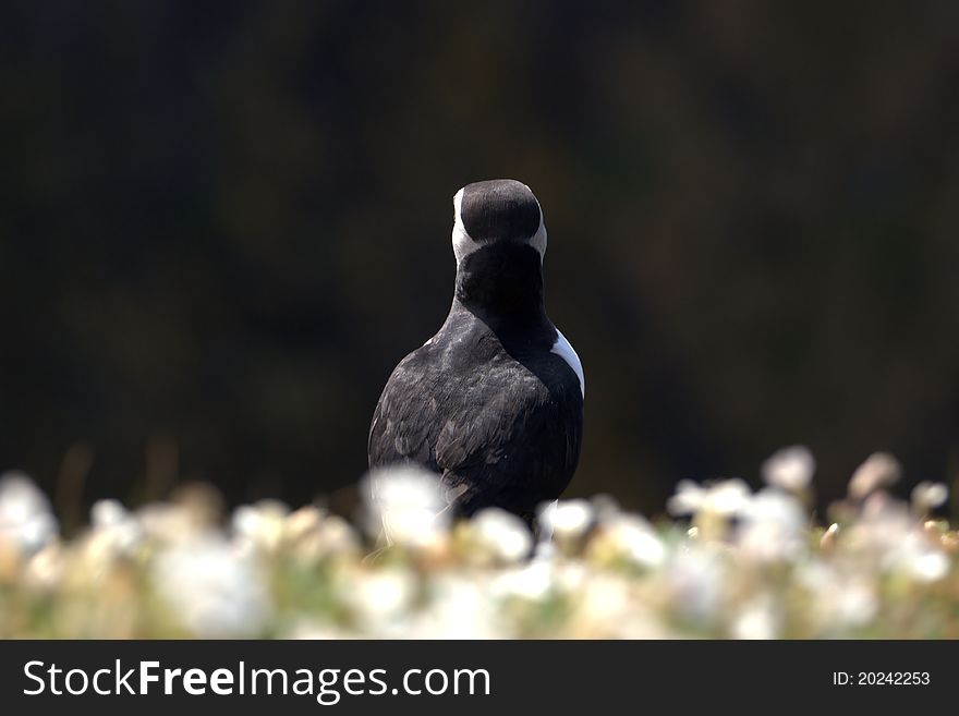 A puffin from the back at a cliffs edge. A puffin from the back at a cliffs edge