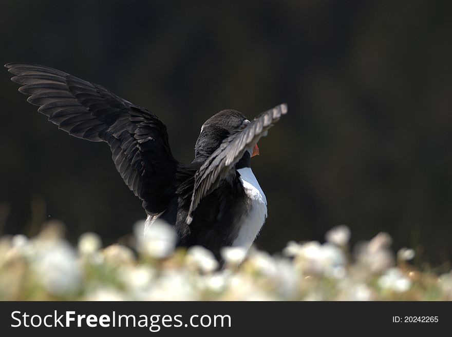 A puffin spreading its wings at a cliffs edge