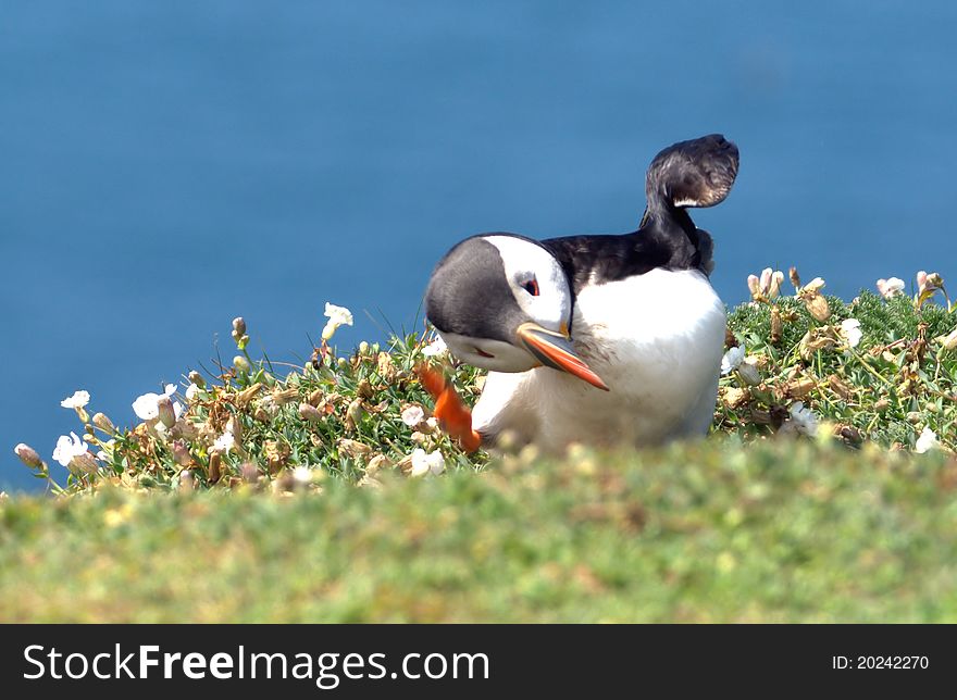 Puffin scratching itself with its foot, looking clumsy. Puffin scratching itself with its foot, looking clumsy