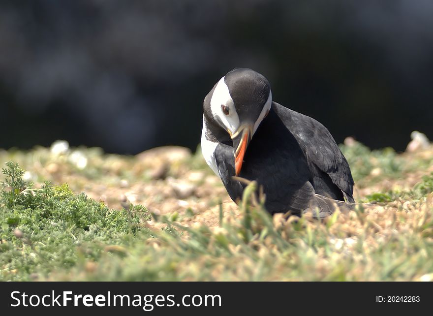 A puffin looking back at a cliffs edge. A puffin looking back at a cliffs edge