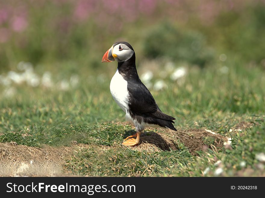 Puffin waiting near the burrow for its mate to return