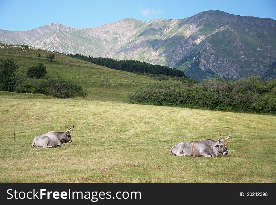 Photo of two cows in the italian mountains