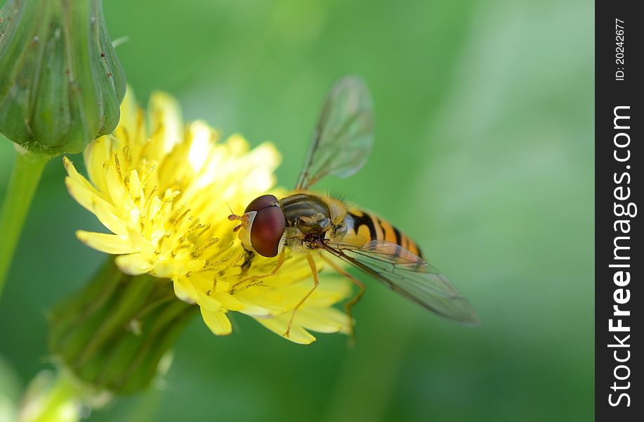 Hoverfly feeding from a Mouse-ear hawkweed. Hoverfly feeding from a Mouse-ear hawkweed.