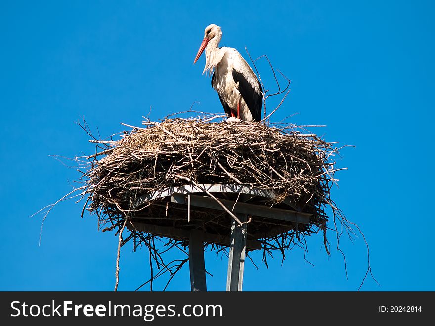 A stork sits in his nest before blue sky. A stork sits in his nest before blue sky