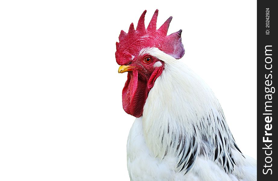 One white portrait, isolated; rooster. One white portrait, isolated; rooster