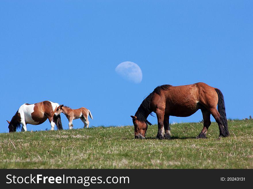 Wild horses Pirenees Mountain between France and Spain and the new moon in background