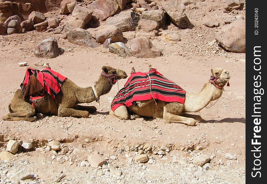 Camels In The Petra Desert