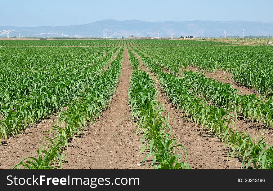 Perspective a series of field maize seedlings. Perspective a series of field maize seedlings