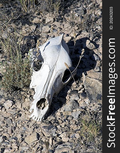 Close up view of a lamb skull under the sun
