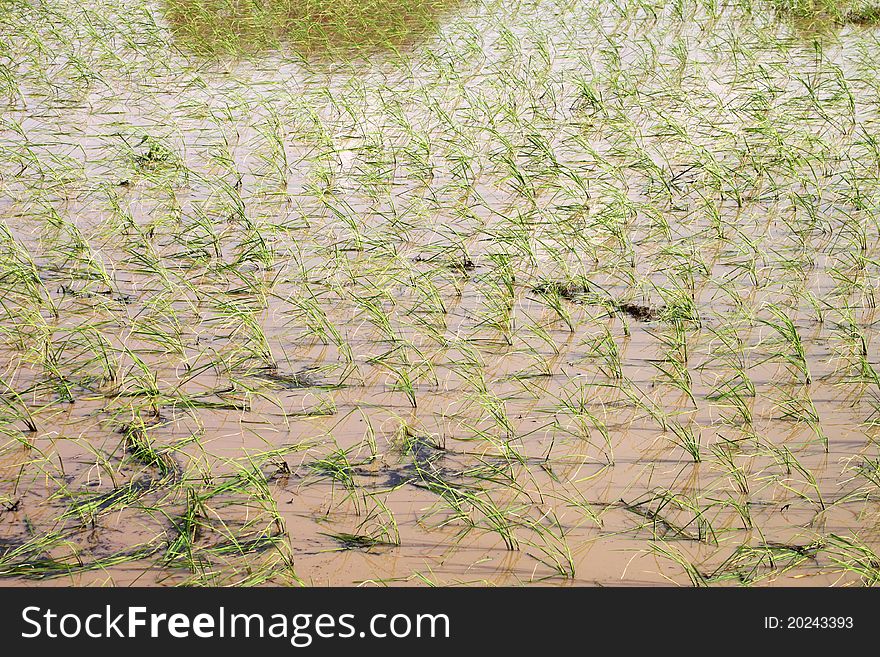 A picture of young jasmine rice field in tropical plantation