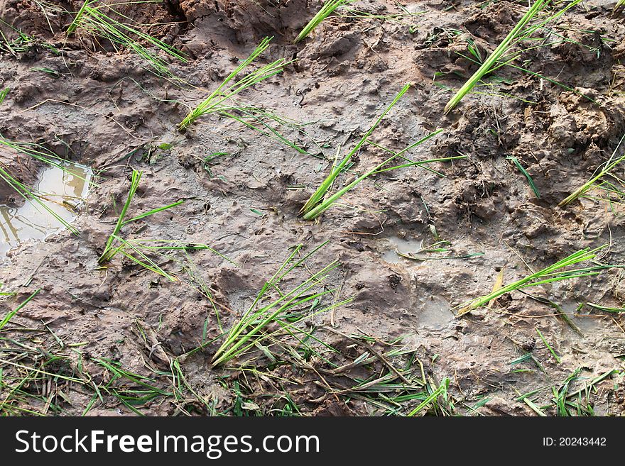 A picture of young jasmine rice field in tropical plantation