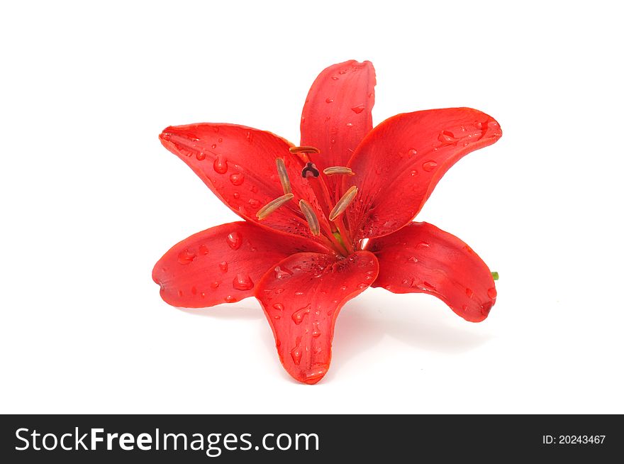 A beautiful red lily with dew drops isolated on a white background