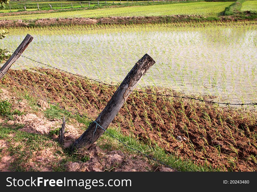 A picture of young jasmine rice field in tropical plantation