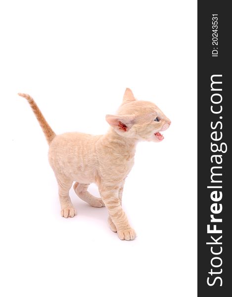 A cute mewing Cornish Rex kitten isolated on a white background