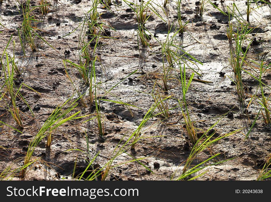 A picture of young jasmine rice field in tropical plantation