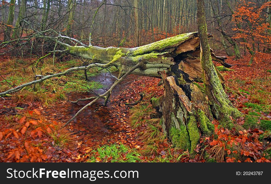 Fallen tree in autumn in Sweden