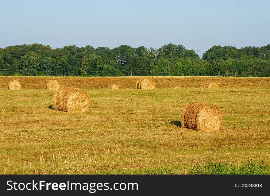 Straw bale of a field