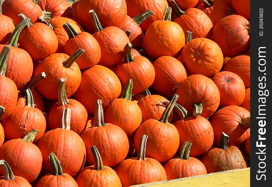 Large pile of pumpkins as a back drop. Large pile of pumpkins as a back drop