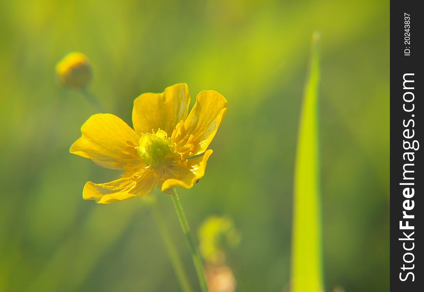 Yellow buttercup on summer green meadow. Yellow buttercup on summer green meadow