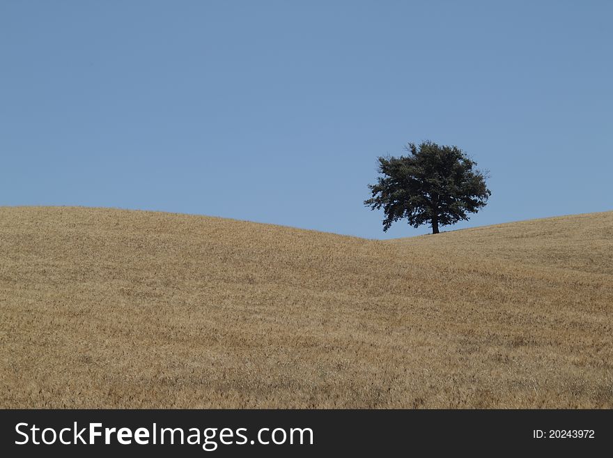 An hermit tree in a grain field