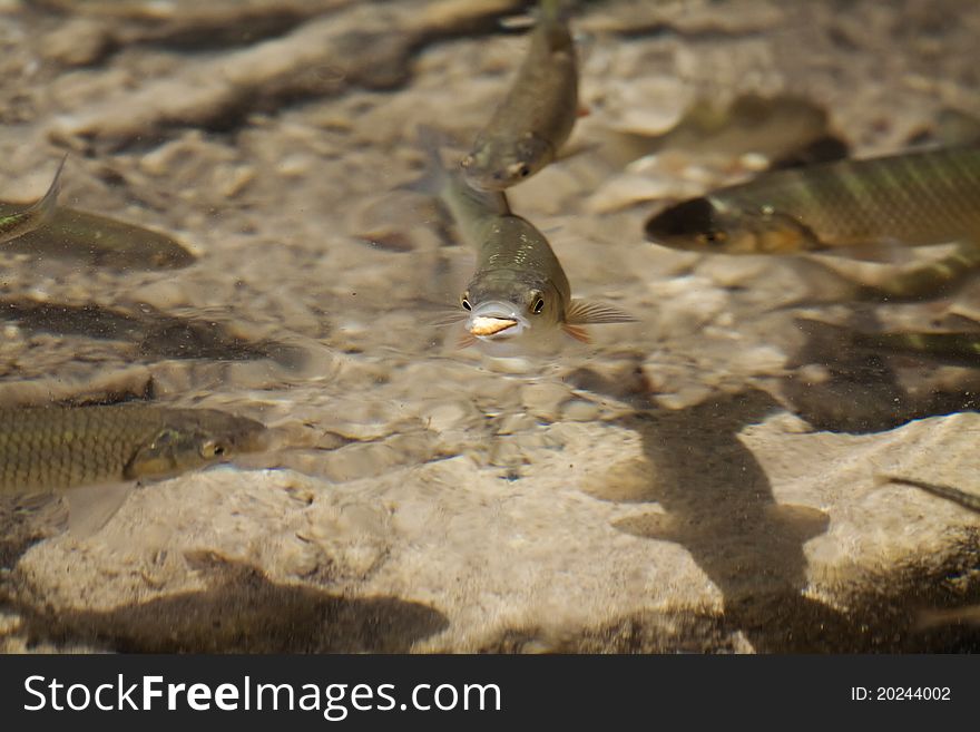 A small fish wins the race to the food. A small fish wins the race to the food.