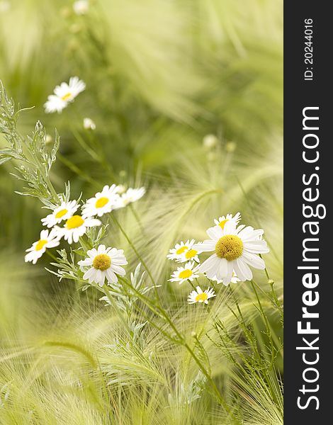Camomile  flower meadow wild  among the grass. Camomile  flower meadow wild  among the grass