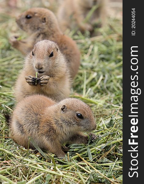 Pack of prairie dogs