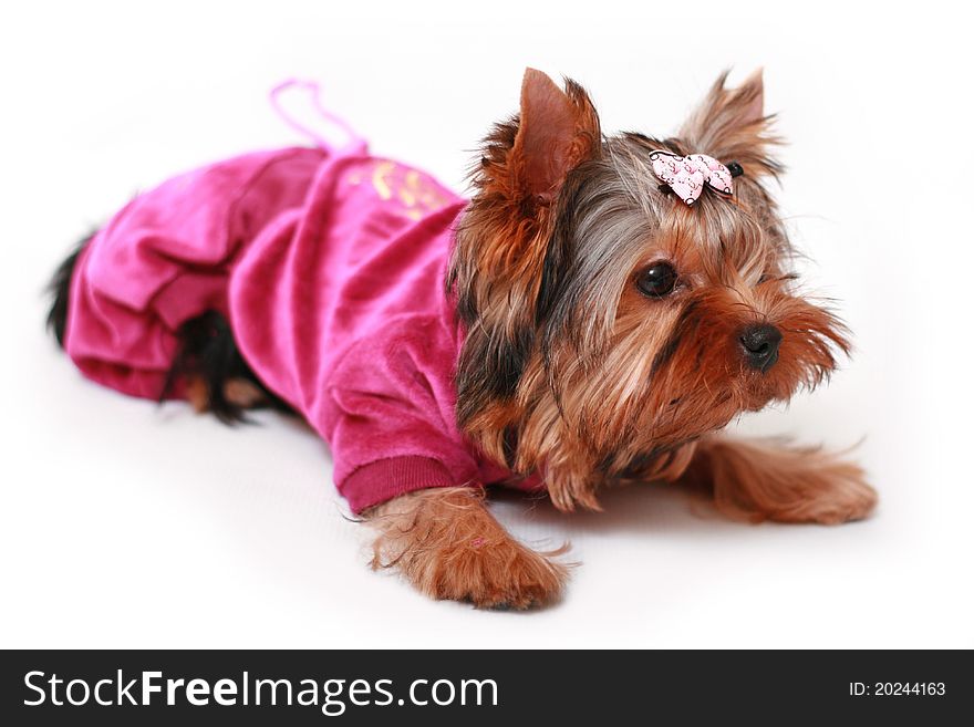 Yorkshire terrier on a white background