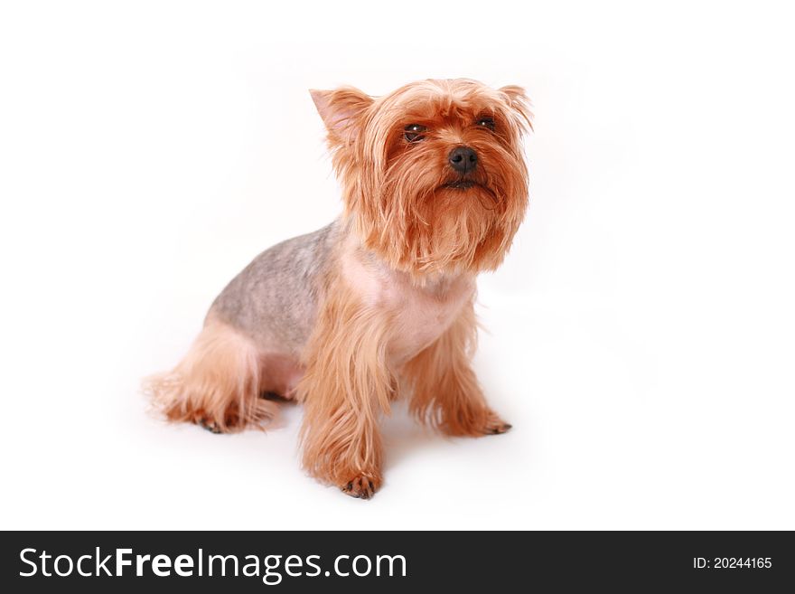 Yorkshire terrier  on a white background