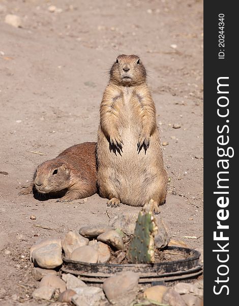 The couple of black-tailed prairie dogs.