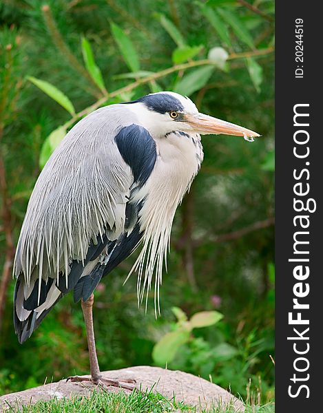 Gray heron standing on the stone