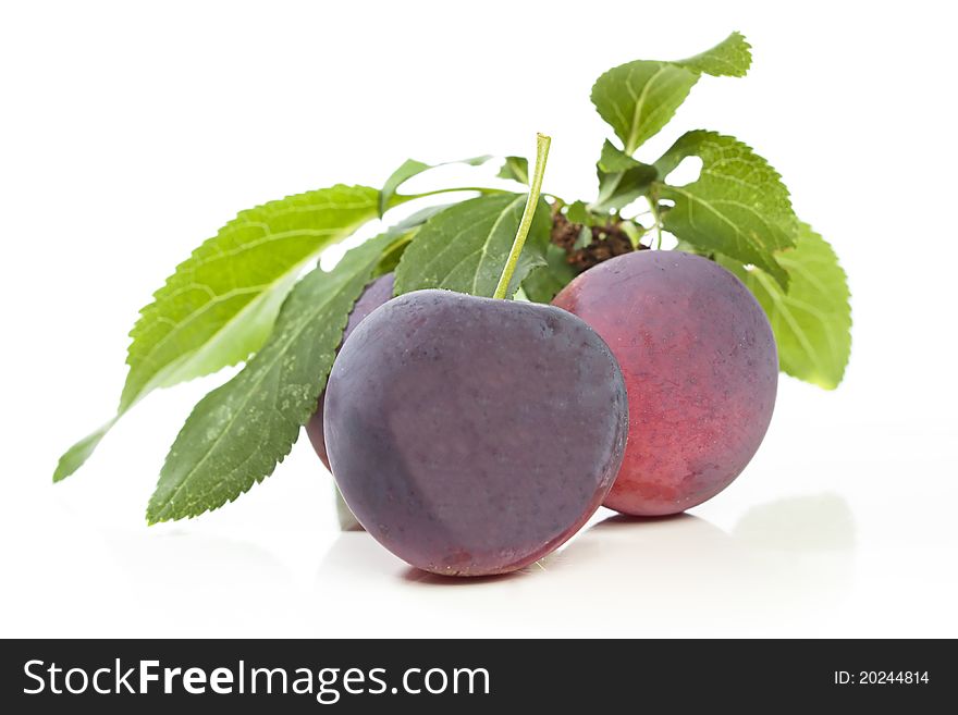 Bunch of plums or damsons fresh from the tree. Bunch of plums or damsons fresh from the tree