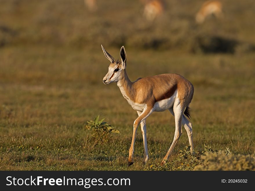Close-up of Springbok walking in grass-field in early morning sunlight; Antidorcas marsupialis