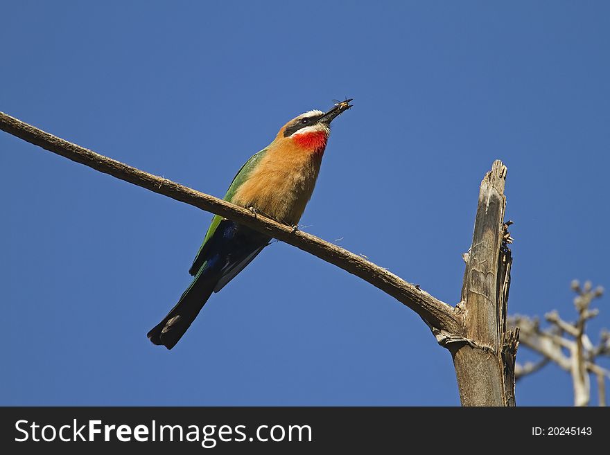 White-fronted Bee-eater