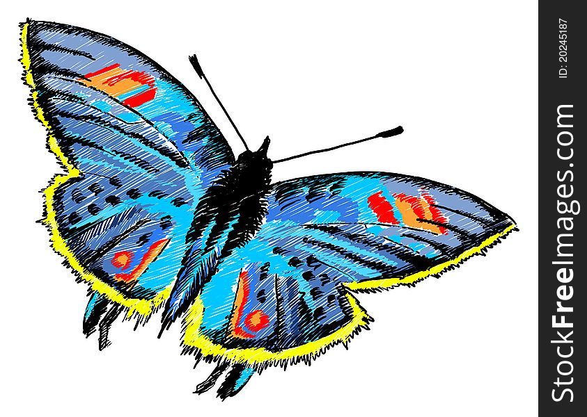 Butterfly Colurful Illustration