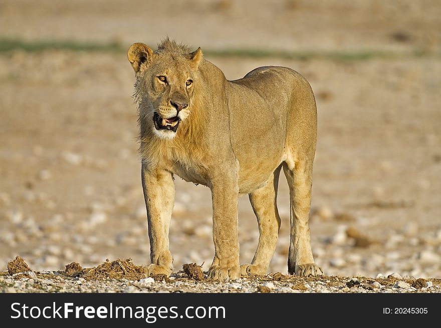 Close-up of young male lion