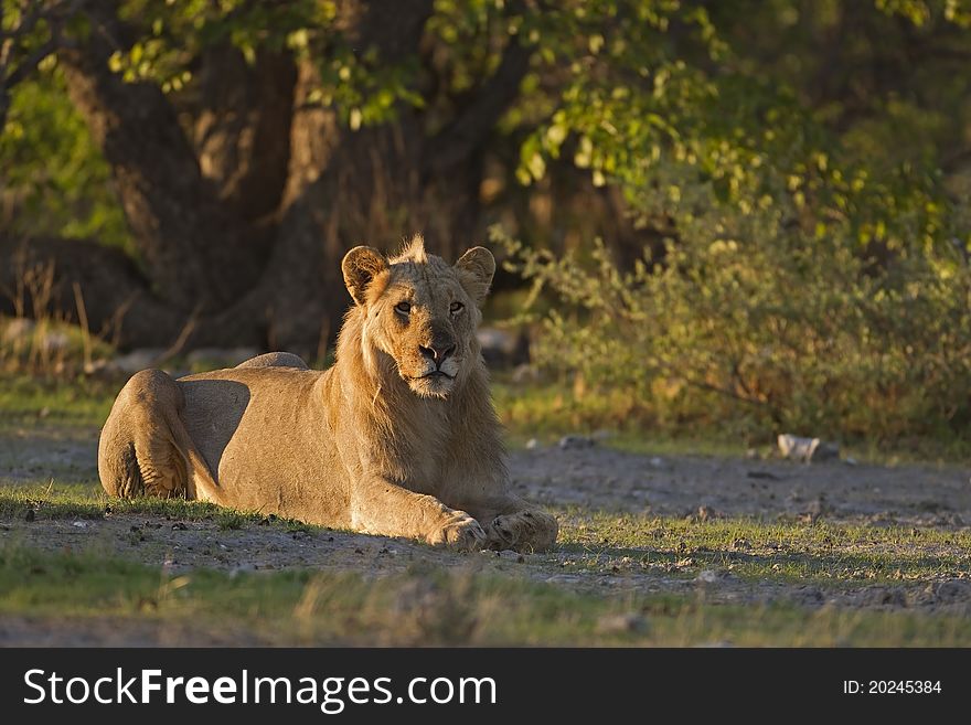 Young Male Lion Laying In Early Morning Sunlight