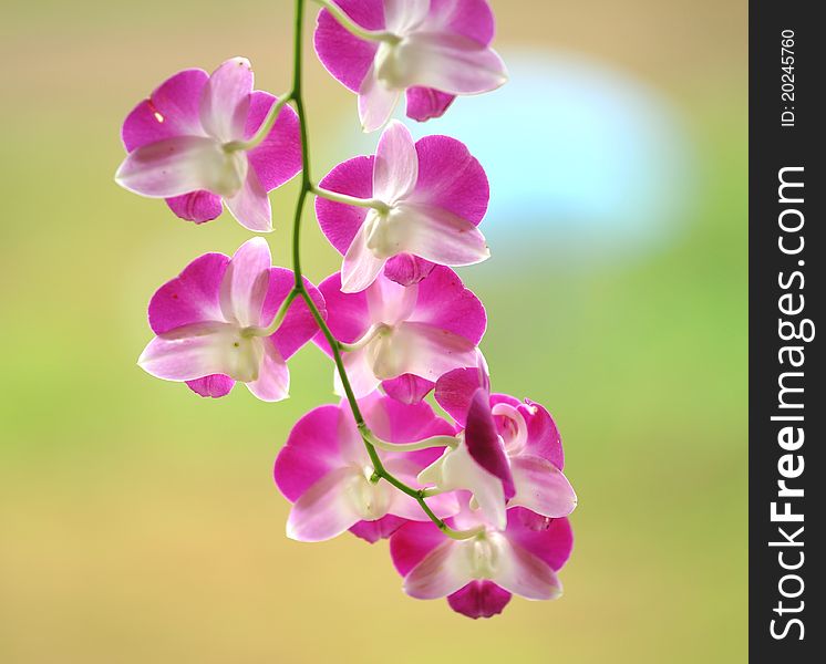 Closeup of a pink orchid in the spring.