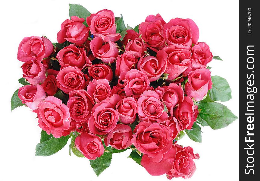 Red roses isolated on the white background