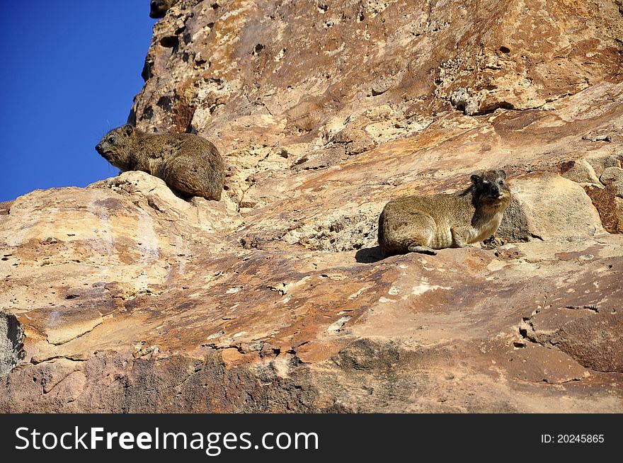 Two Dassies on a rocky outcrop.  Western Cape, South Africa.