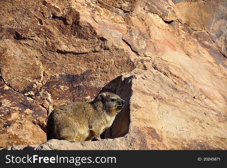 A Dassie on a rocky outcrop. Western Cape, South Africa.