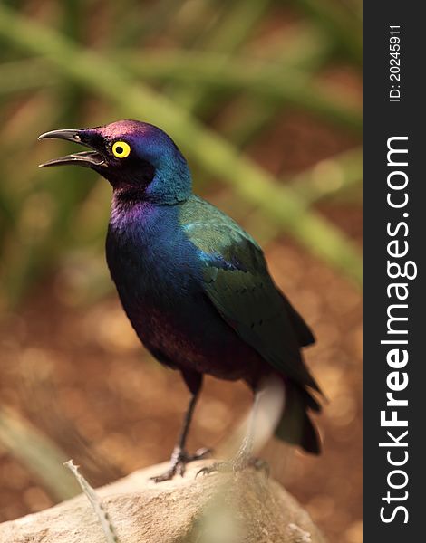 The superb starling sitting on the boulder. The superb starling sitting on the boulder.