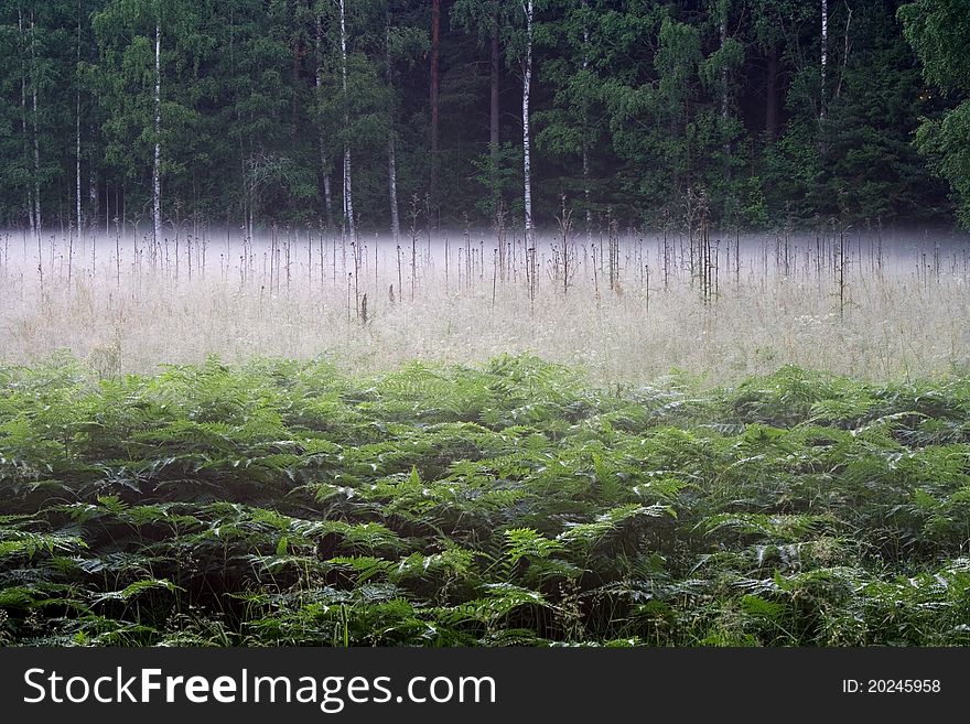 Early morning fog in the field