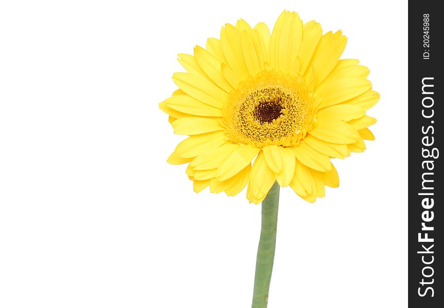 A yellow gerbera daisy on white. A yellow gerbera daisy on white