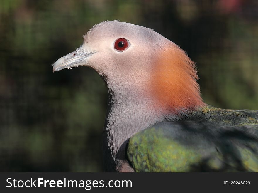 Green imperial pigeon