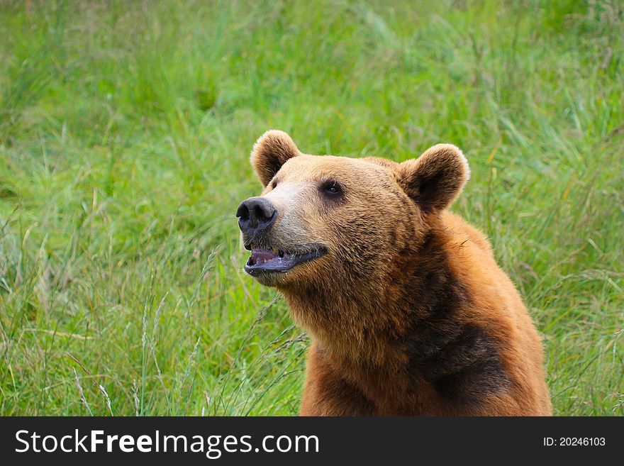 Grizzly bear sitting and smelling air. Grizzly bear sitting and smelling air