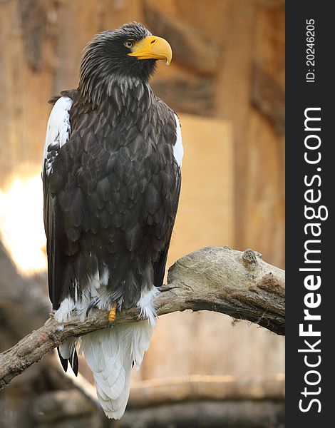The Steller's sea eagle sitting on the wood.