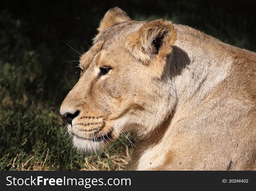 The detail of lioness head. The detail of lioness head.